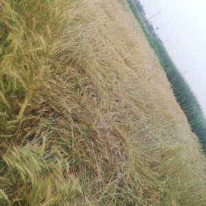 bihar me musam ka asar