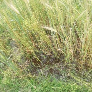 bihar me musam ka asar